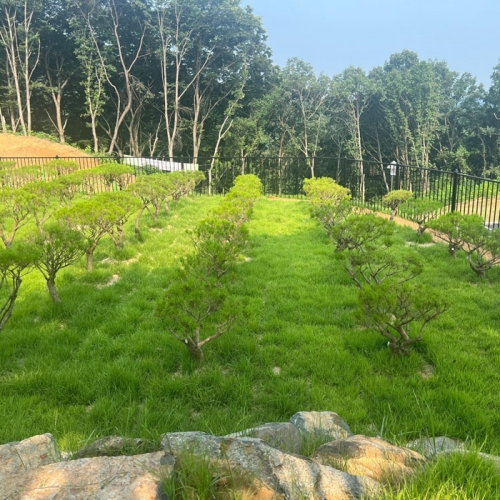 수목장